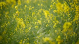 Thumbnail of post image 161