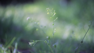 Thumbnail of post image 172